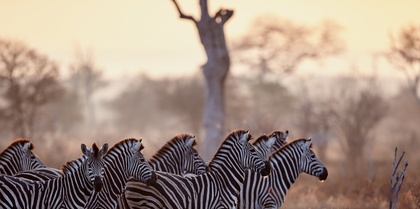 Burchell's zebra, South Africa